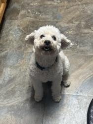 Found/Stray Female Dog last seen Quincy and Chambers, Aurora, CO 80015