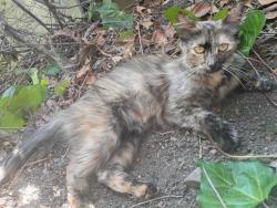 Found/Stray Female Cat last seen Piedmont Rd and Yosemite Dr, Milpitas, CA 95035