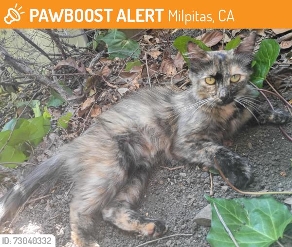 Found/Stray Female Cat last seen Piedmont Rd and Yosemite Dr, Milpitas, CA 95035