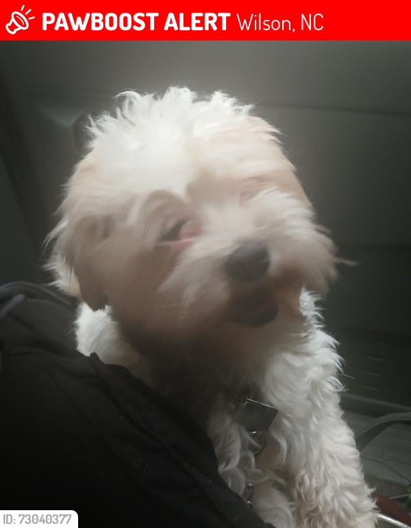 Lost Male Dog last seen Fair fax northwest, Wilson, NC 27893