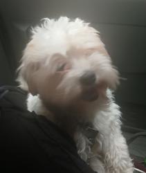 Lost Male Dog last seen Fair fax northwest, Wilson, NC 27893