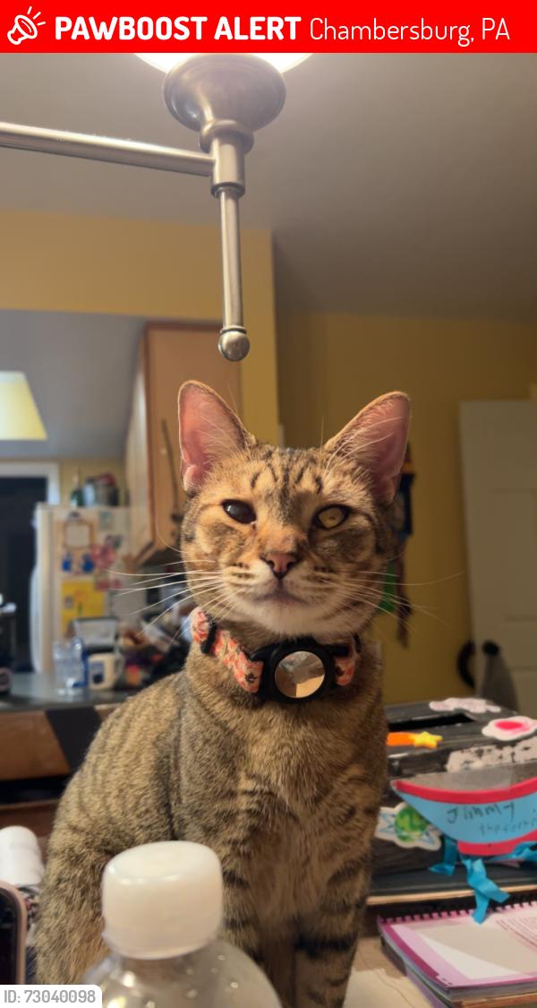 Lost Male Cat last seen Giant, Waynesboro Ave. and The flts of Chambersburg., Chambersburg, PA 17201
