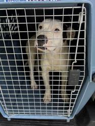 Shelter Stray Male Dog last seen Near BLOCK DIXIE HWY, 3528 Newburg Rd, Louisville, KY 40218, USA