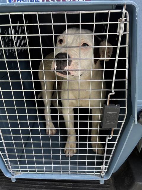 Shelter Stray Male Dog last seen Near BLOCK DIXIE HWY, 3528 Newburg Rd, Louisville, KY 40218, USA