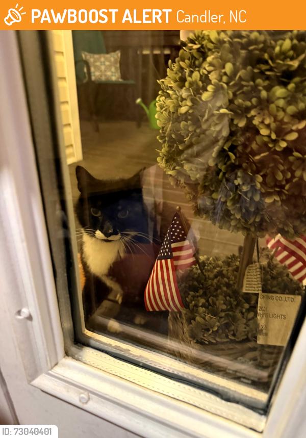 Found/Stray Unknown Cat last seen Candler, NC, Candler, NC 28715