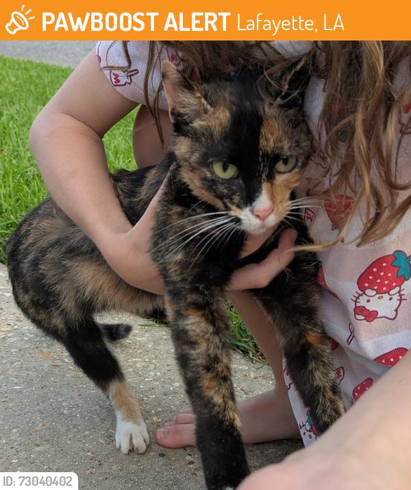 Found/Stray Unknown Cat last seen Miko's donuts, Lafayette, LA 70508