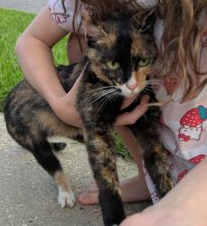 Found/Stray Unknown Cat last seen Miko's donuts, Lafayette, LA 70508