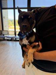 Shelter Stray Male Dog last seen MONTICELLO/YALE, 6443 Oak Canyon, Irvine, CA 92618, USA