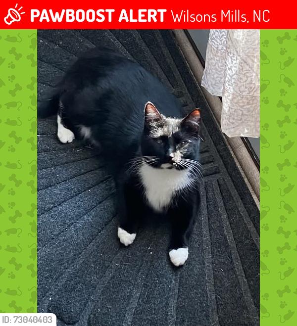 Lost Female Cat last seen Lockwood Forest Subdivision off Fire Dept Road, Wilsons Mills, NC 27527