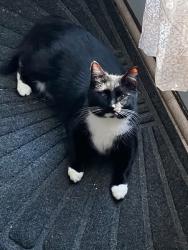Lost Female Cat last seen Lockwood Forest Subdivision off Fire Dept Road, Wilsons Mills, NC 27527
