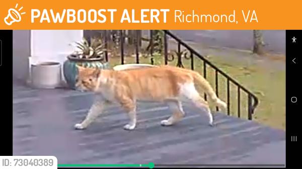 Found/Stray Unknown Cat last seen Brookland Park Blvd and Barton Ave, Richmond, VA 23222