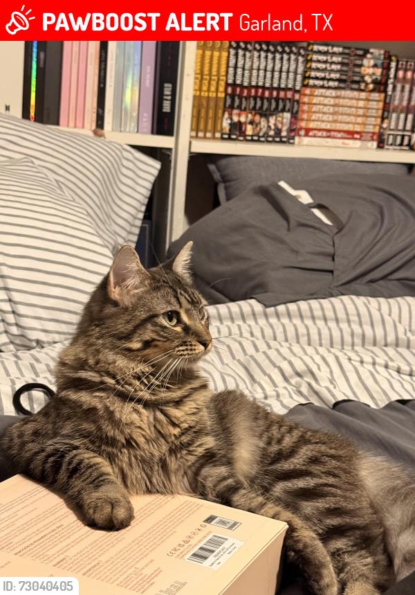 Lost Female Cat last seen Jamestown, Garland, TX 75043