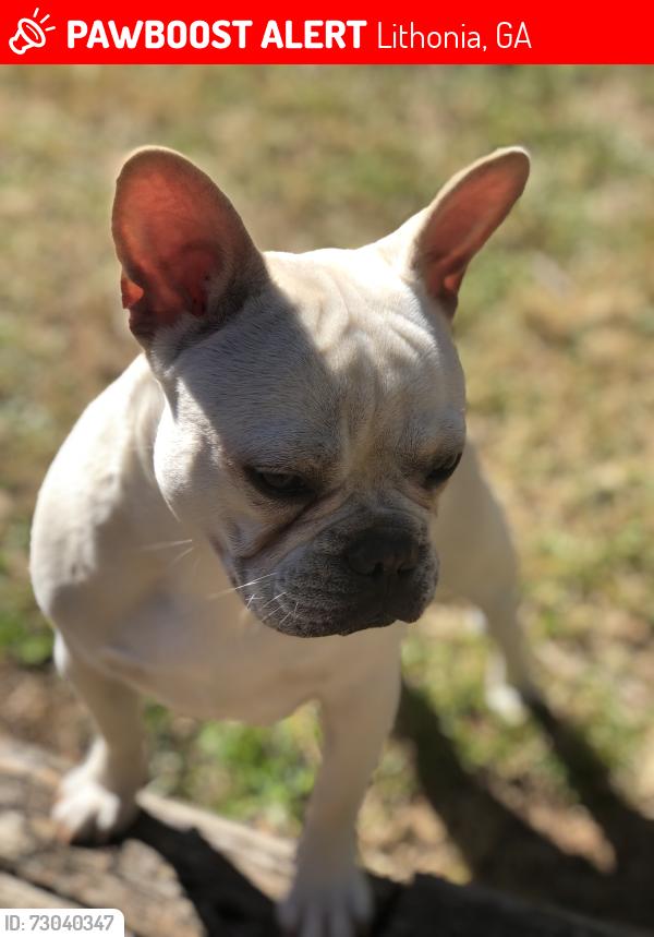 Lost Male Dog last seen Farrington Road , Lithonia, GA 30058