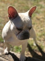 Lost Male Dog last seen Farrington Road , Lithonia, GA 30058