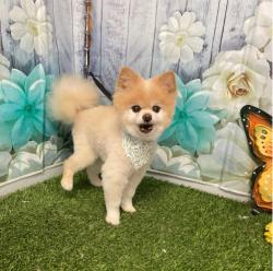 Lost Male Dog last seen Hwy 177 and Route 66, Wellston, OK 74881