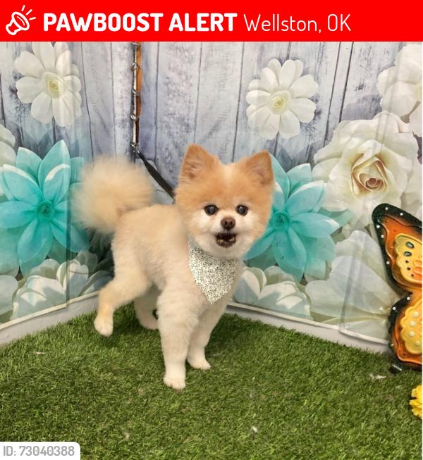Lost Male Dog last seen Hwy 177 and Route 66, Wellston, OK 74881