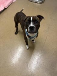Shelter Stray Male Dog last seen FOOTHILL, 16 Barnes Ct, Hayward, CA 94544, USA