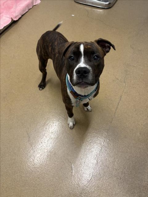 Shelter Stray Male Dog last seen FOOTHILL, 16 Barnes Ct, Hayward, CA 94544, USA