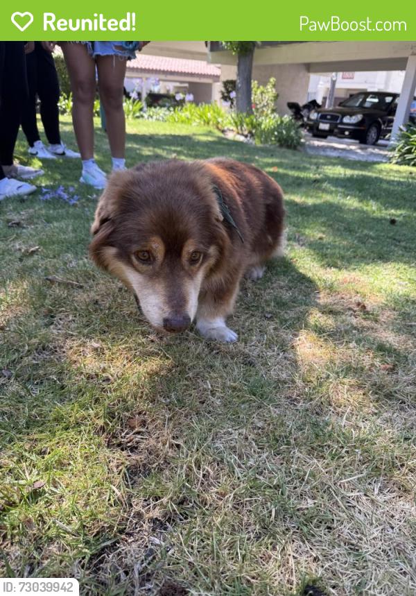 Reunited Male Dog last seen Sunset View apmts, near dog park, Oceanside, CA 92056