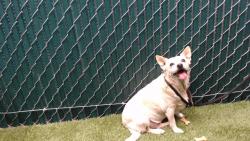 Shelter Stray Female Dog last seen , 11258 Garfield Ave, Downey, CA 90242, USA