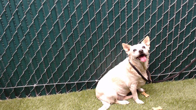 Shelter Stray Female Dog last seen , 11258 Garfield Ave, Downey, CA 90242, USA