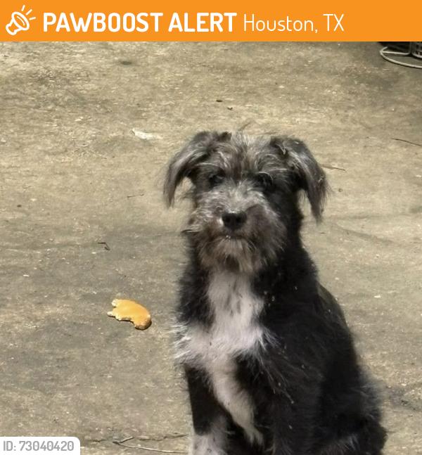 Found/Stray Unknown Dog last seen Near and Perry, Houston, TX 77070