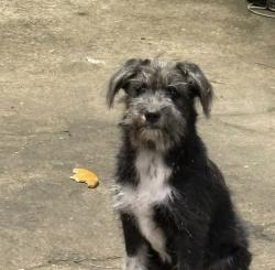 Found/Stray Unknown Dog last seen Near and Perry, Houston, TX 77070