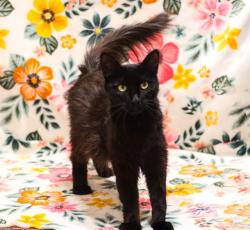 Shelter Stray Female Cat last seen Near BLOCK CORWIN LN, RIVERSIDE CA 92503, 6851 Van Buren Boulevard, Jurupa Valley, CA 92509, USA
