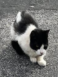 Shelter Stray Female Cat last seen Near BLOCK CRAINWOOD, 4710 TX-151, San Antonio, TX 78227, USA