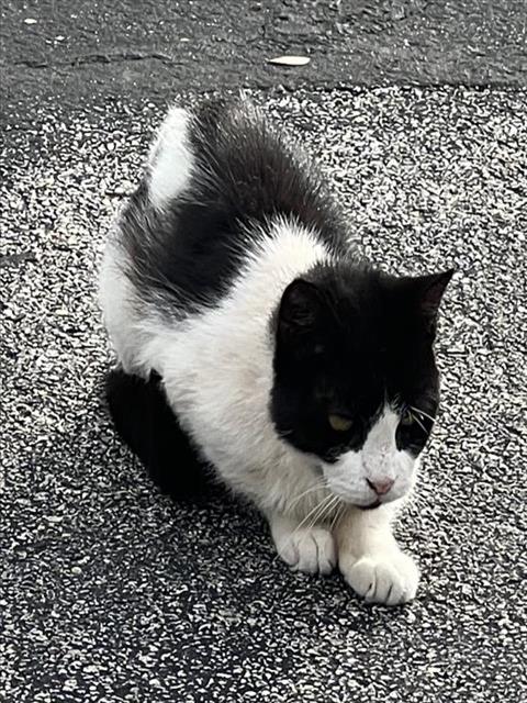 Shelter Stray Female Cat last seen Near BLOCK CRAINWOOD, 4710 TX-151, San Antonio, TX 78227, USA
