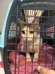 Lost Female Cat last seen Point breeze, Philadelphia, PA 19146