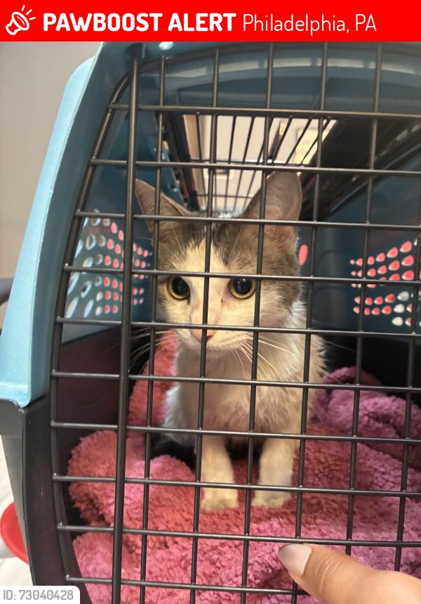 Lost Female Cat last seen Point breeze, Philadelphia, PA 19146