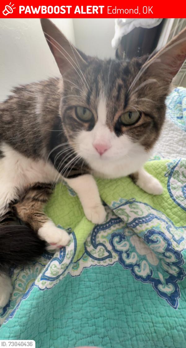 Lost Female Cat last seen Fretz and Danforth, Edmond, OK 73003