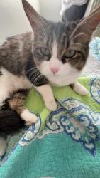 Lost Female Cat last seen Fretz and Danforth, Edmond, OK 73003