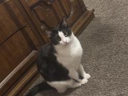 Reunited Male Cat last seen Bennington and 43rd, Kansas City, MO 64119
