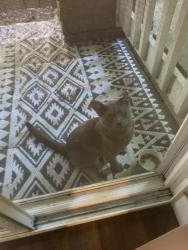 Found/Stray Male Cat last seen Autumn Chase Apartments near Buildings L and M, Vancouver, WA 98684
