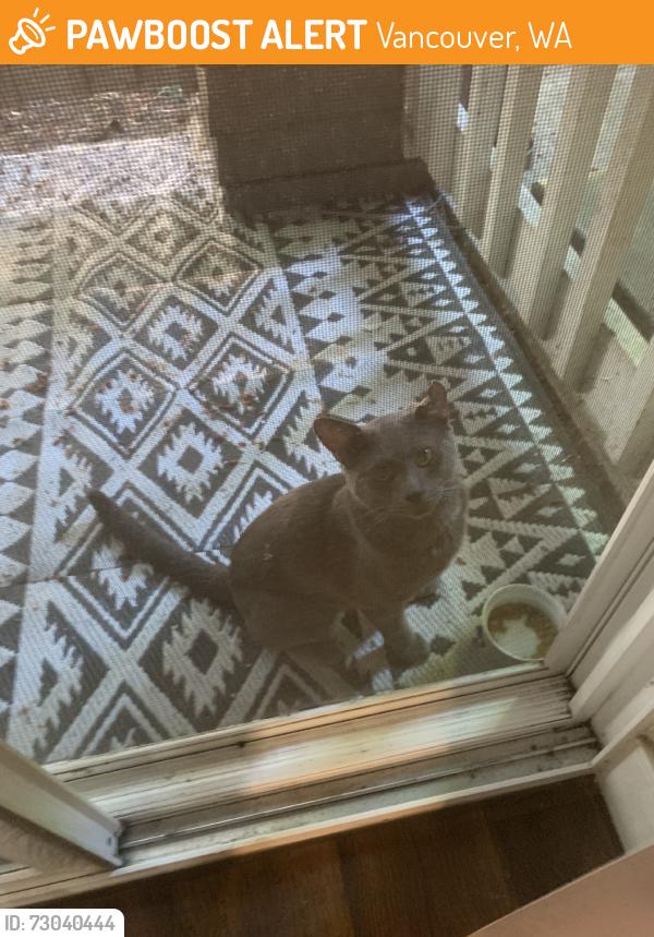 Found/Stray Male Cat last seen Autumn Chase Apartments near Buildings L and M, Vancouver, WA 98684