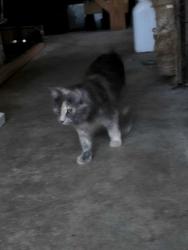 Lost Female Cat last seen Alabama hwy, Floyd County, GA 30165