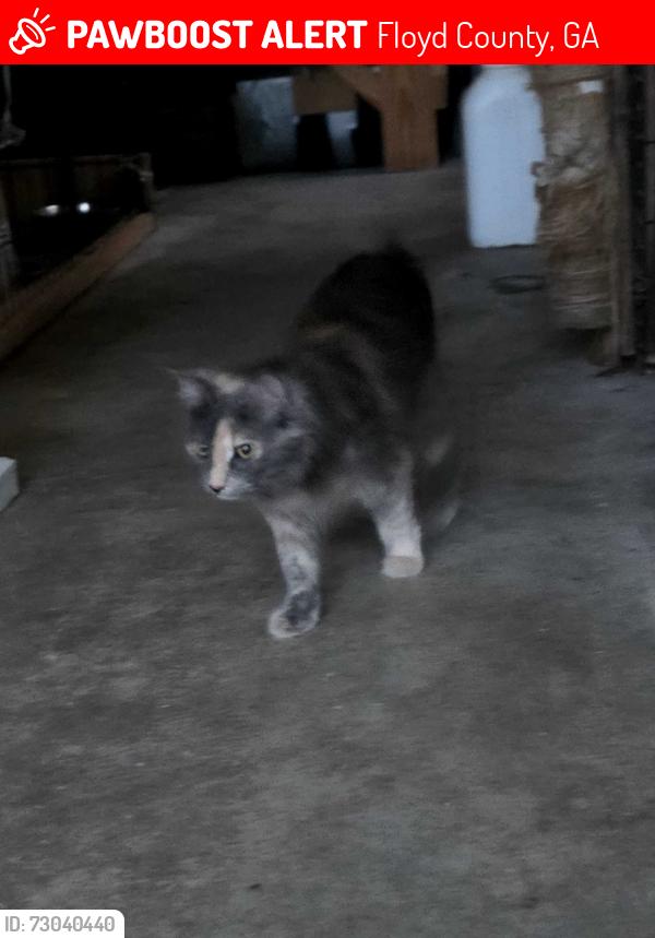 Lost Female Cat last seen Alabama hwy, Floyd County, GA 30165
