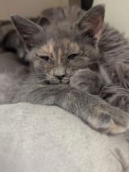 Shelter Stray Female Cat last seen Near Shallowford Rd, Chamblee, GA 30341, 30341, GA, 3280 Chamblee Dunwoody Rd, Chamblee, GA 30341, USA