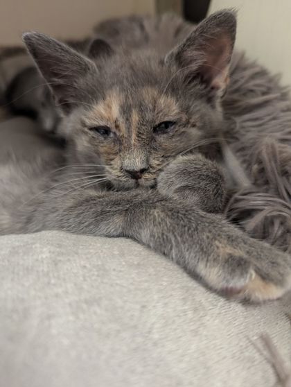 Shelter Stray Female Cat last seen Near Shallowford Rd, Chamblee, GA 30341, 30341, GA, 3280 Chamblee Dunwoody Rd, Chamblee, GA 30341, USA