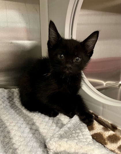 Shelter Stray Male Cat last seen Near E Front St, 64120, MO, 7077 Elmwood Ave, Kansas City, MO 64132, USA