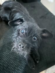 Lost Female Dog last seen Ivy St and Myrtle , Riverside, CA 92506