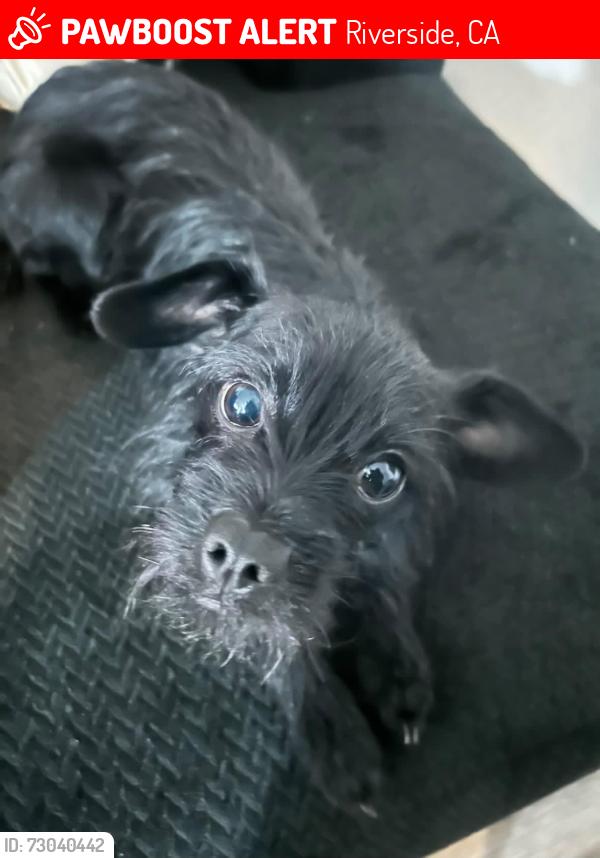 Lost Female Dog last seen Ivy St and Myrtle , Riverside, CA 92506