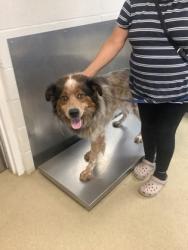 Shelter Stray Male Dog last seen , East District, TX, 355 Hillshire Dr, Haslet, TX 76052, USA