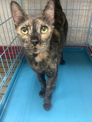 Shelter Stray Female Cat last seen Near Randol Mill Rd, East District, TX, 355 Hillshire Dr, Haslet, TX 76052, USA