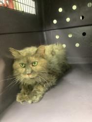 Shelter Stray Female Cat last seen Near Randol Mill Rd, East District, TX, 355 Hillshire Dr, Haslet, TX 76052, USA
