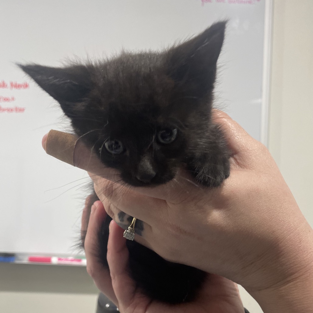 Shelter Stray Female Cat last seen , 3607 N Armenia Ave, Tampa, FL 33607, USA