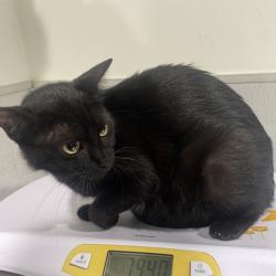 Shelter Stray Female Cat last seen , 3607 N Armenia Ave, Tampa, FL 33607, USA