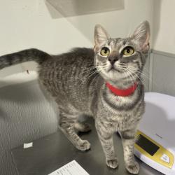 Shelter Stray Female Cat last seen , 3607 N Armenia Ave, Tampa, FL 33607, USA